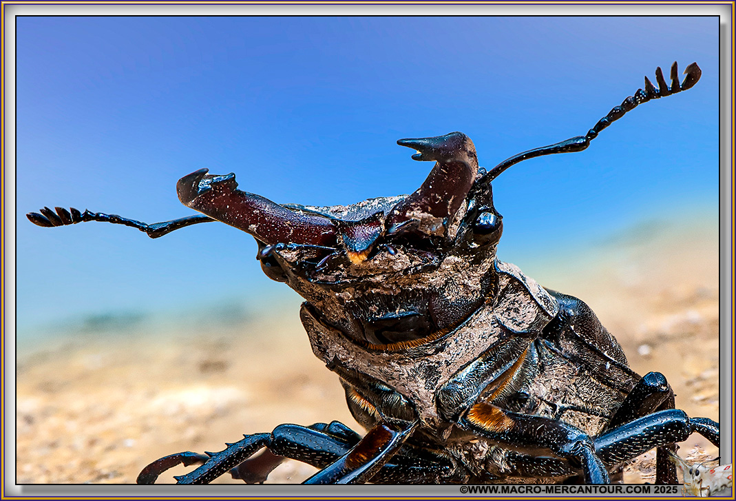 19-LEZARD-92614-HF-D copie